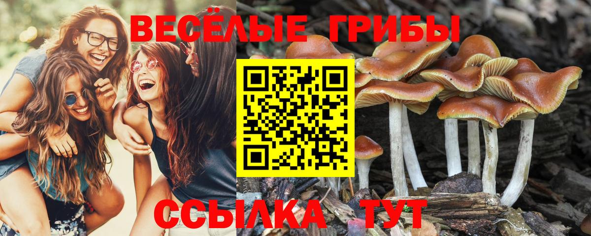 Галлюциногенные грибы MAGIC MUSHROOMS  Псилоцибиновые грибы Psilocybine cubensis  Таганрог 